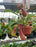 Nepenthes Pitcher Plant 4"HB