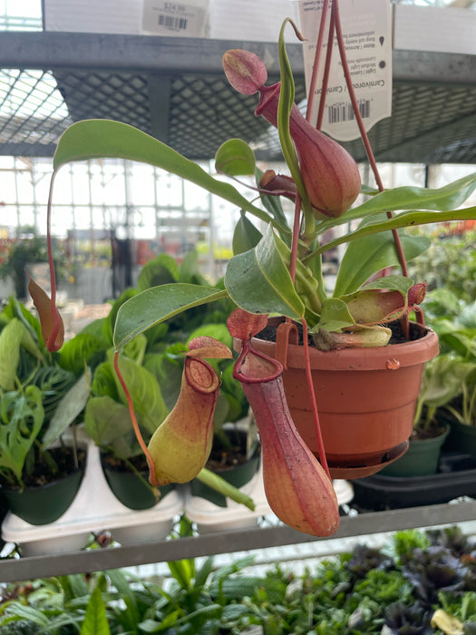 Nepenthes Pitcher Plant 4"HB