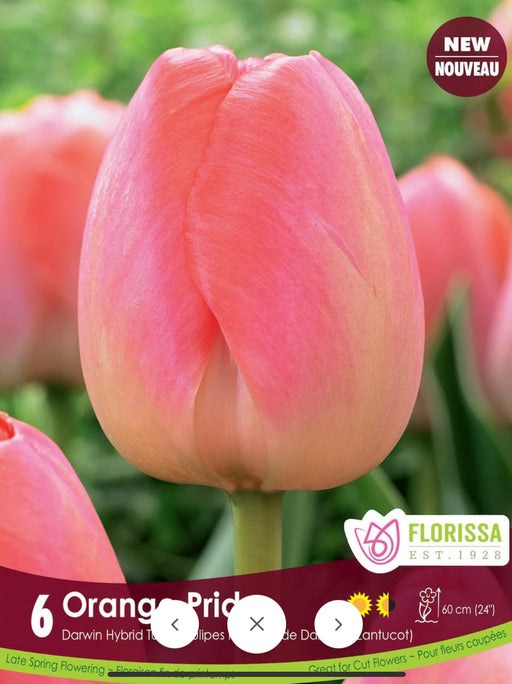 Tulip Darwin Single Late Orange Pride