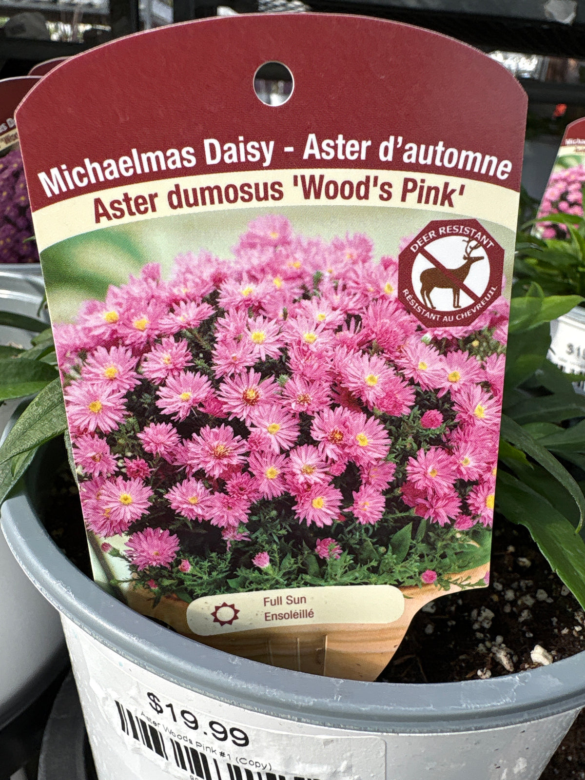 Aster Woods Pink #1 (Copy) — Dutch Growers Regina
