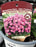 Aster Woods Pink #1 (Copy)
