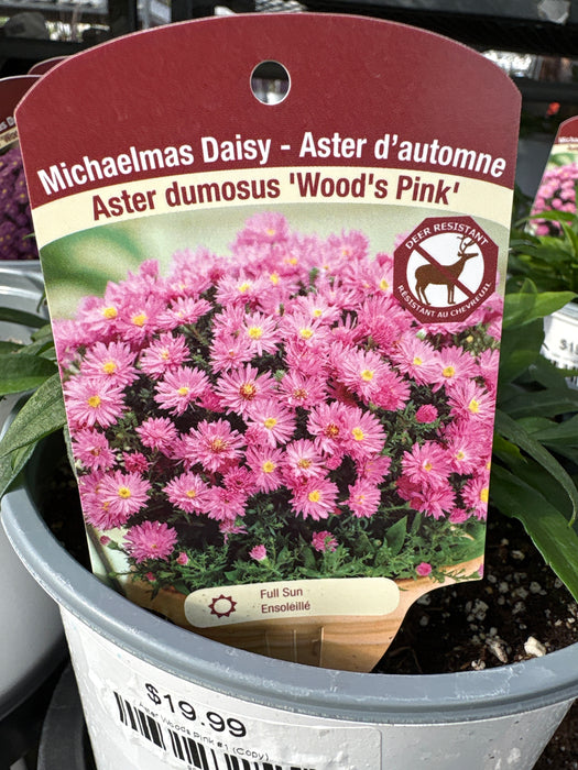Aster Woods Pink #1 (Copy)
