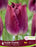 Tulip Fringed purple Crystal