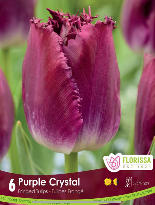 Tulip Fringed purple Crystal