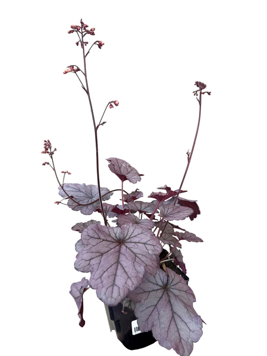 Heuchera Huckleberry 15cm