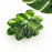 Acetate Leaf Hair Claw Clip, Monstera Leaf Hair Clip