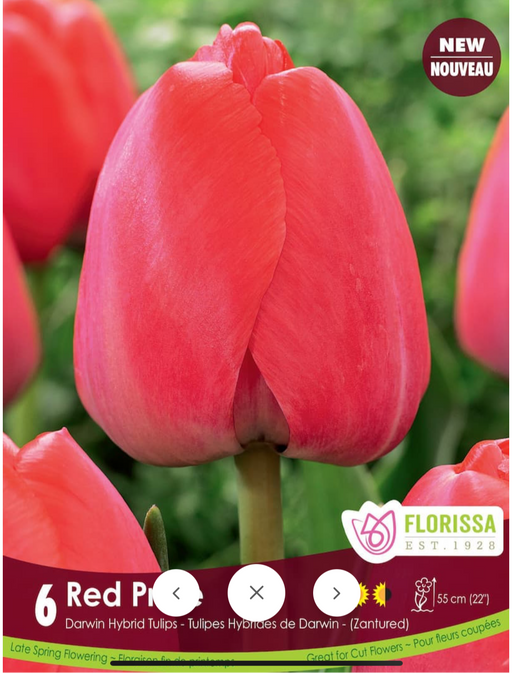 Tulip Darwin Single Late Red Pride
