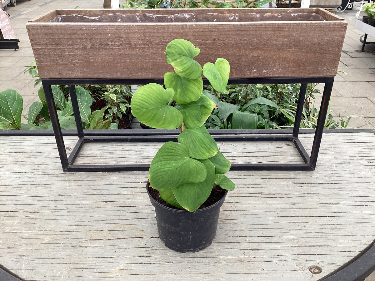 philodendron fibraecataphyllum peru Philodendron Fibtaecataphyllum (peru) — Dutch Growers Regina