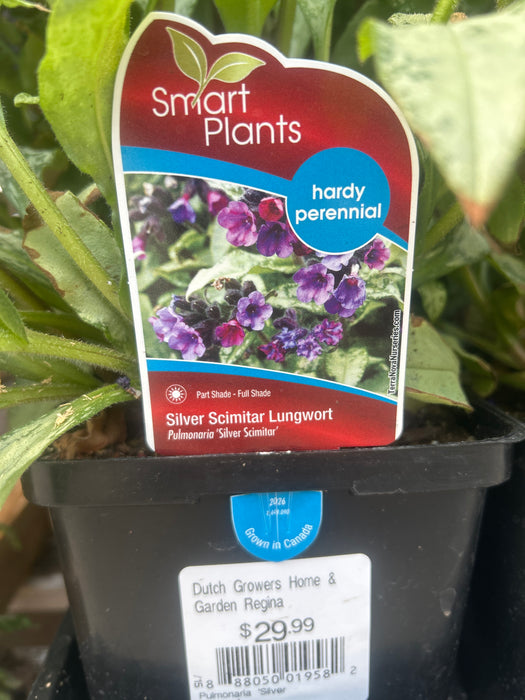 Pulmonaria Silver Scimitar 15cm