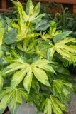 Aralia Japanese #2 Fatsia J Camouflage