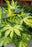 Aralia Japanese #2 Fatsia J Camouflage