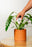 Moisture Meter White