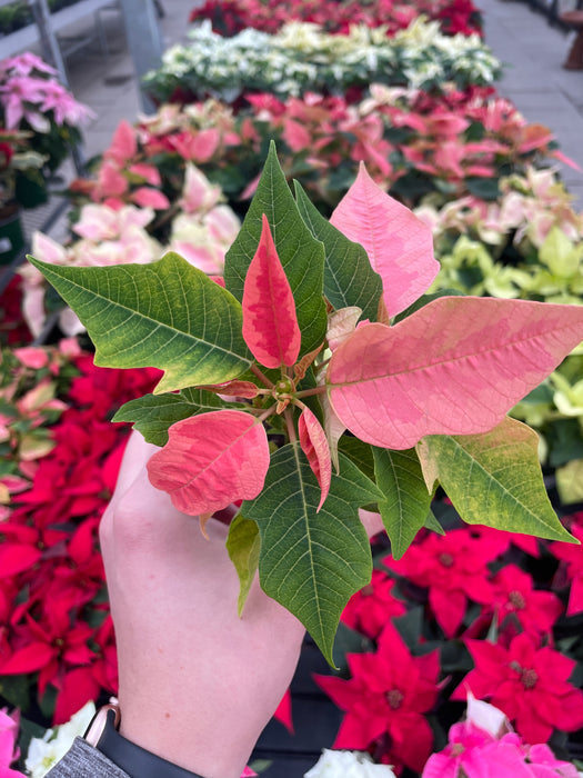 Poinsettia Live (Online