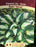Hosta Vulcan 15cm