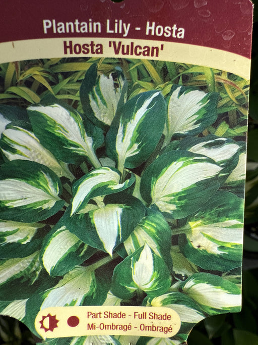 Hosta Vulcan 15cm