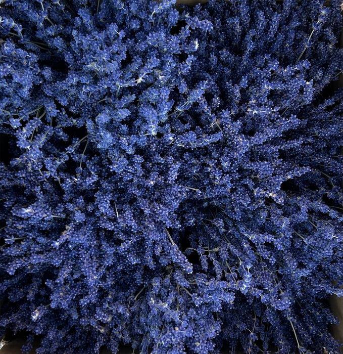 Dried English Lavender Bouquets - Deep Purple