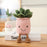 6-14" Plant Plush - Bamboo, Succulent