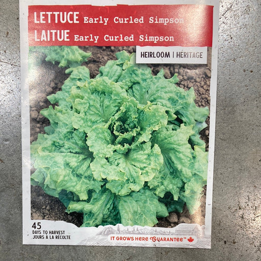 Lettuce Early Curled Simpson