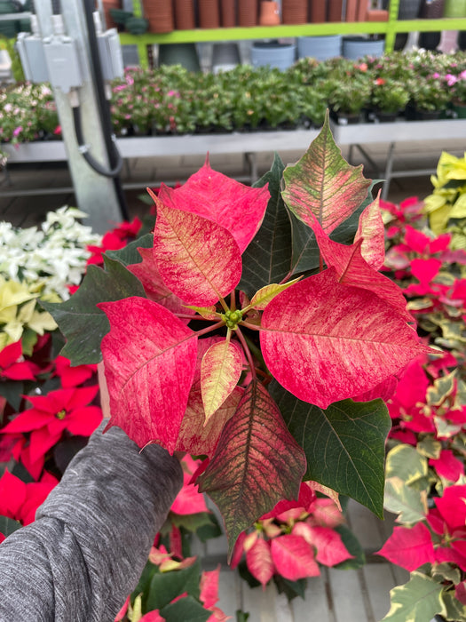 Poinsettia Live (Online