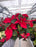 Poinsettia Live (Online