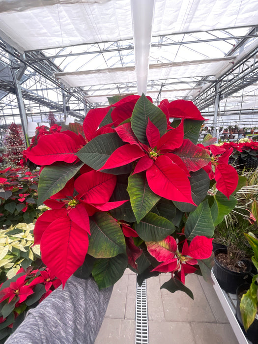 Poinsettia Live (Online