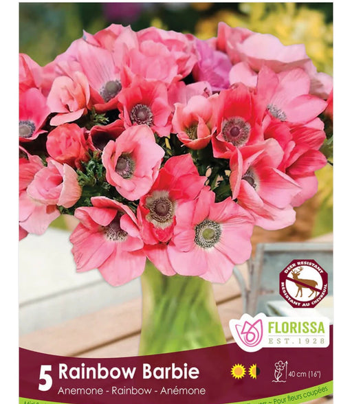 ANEMONE Rainbow Barbie 5/6 5pk