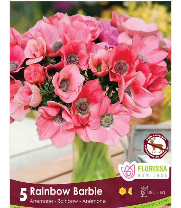 ANEMONE Rainbow Barbie 5/6 5pk