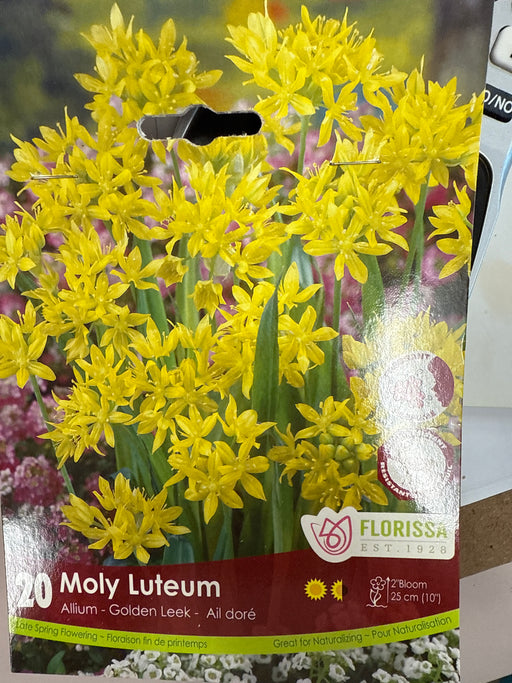 Allium moly luteum