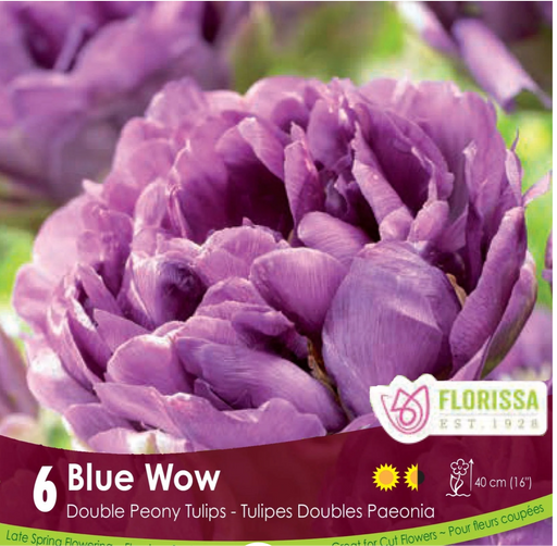 Tulip Double Late Blue Wow
