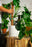 Coco Coir Poles