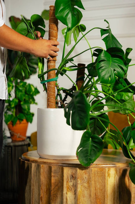 Coco Coir Poles