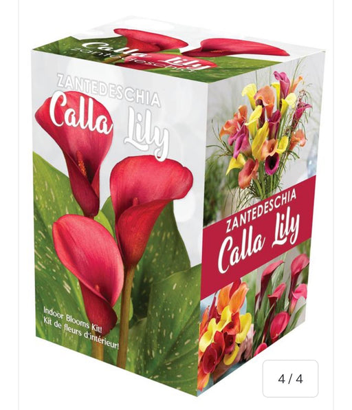 Calla Indoor Blooms Kit GP53