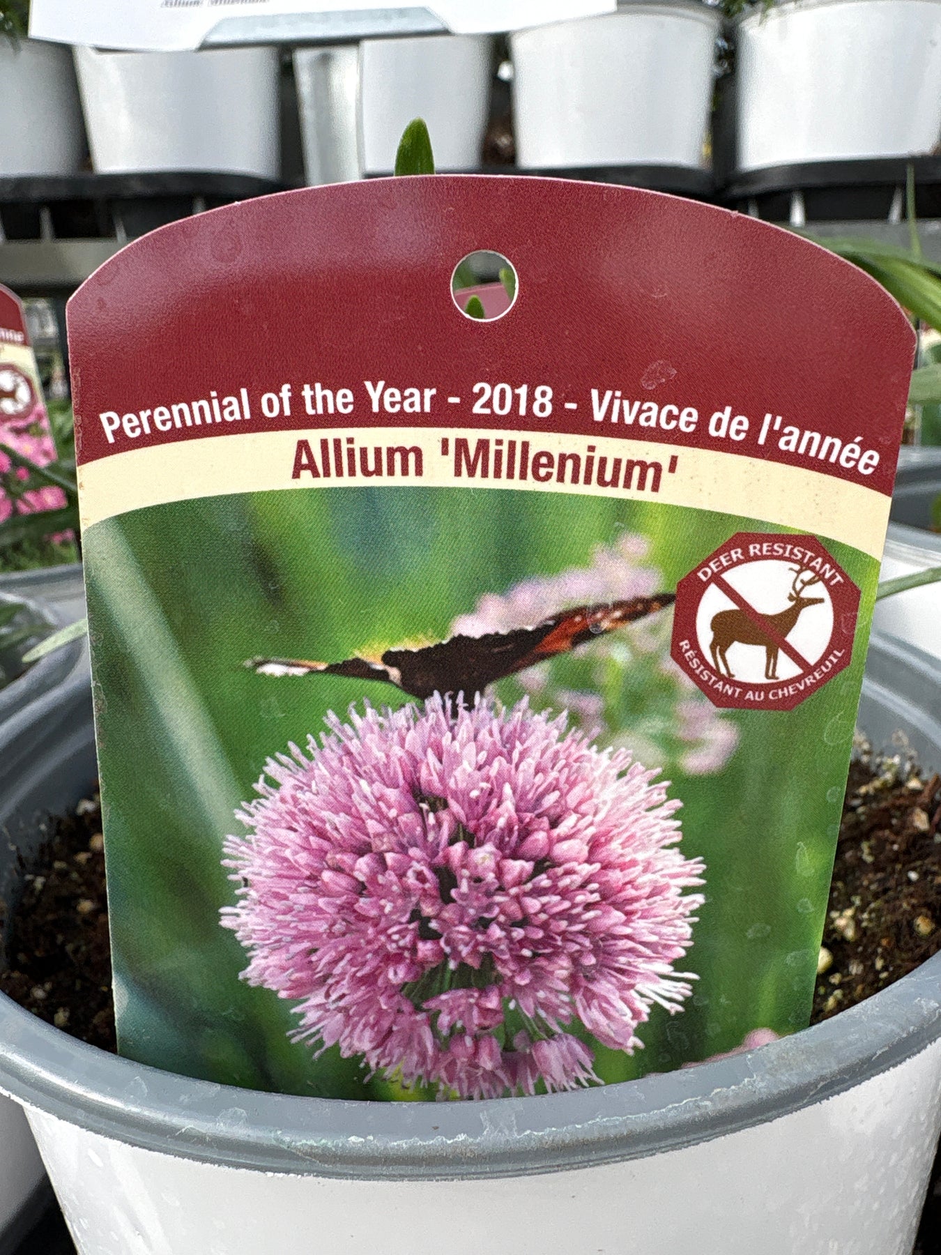 allium sale