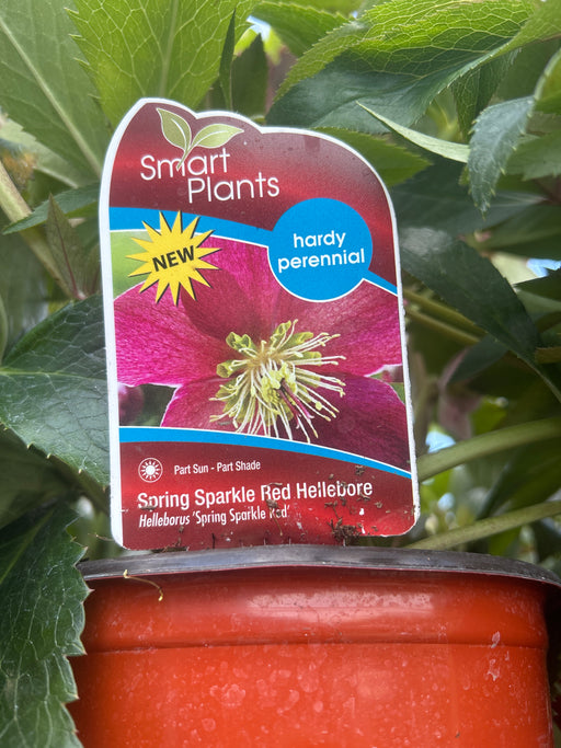 Helleborus Spring Sparkle Red 16cm