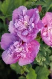Hibiscus Syriacus Chateau De Saumur PPAF #2