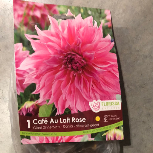 Dahlia - Dinnerplate - Café Au Lait rose