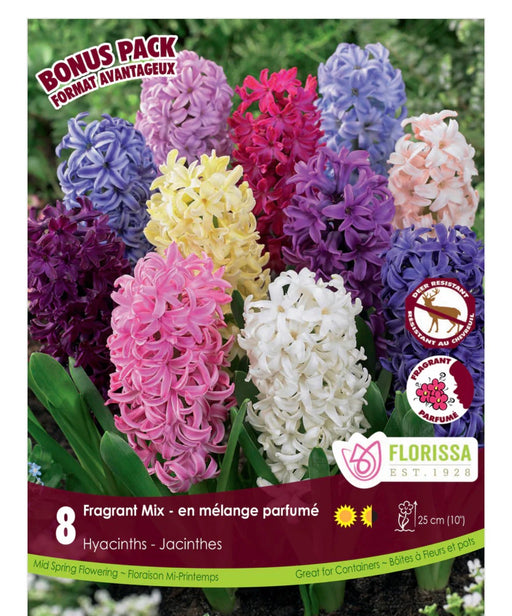 Hyacinth Mixed 16/17 8pk