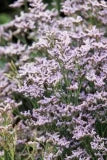 Limonium Dazzle Rocks 15cm