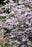 Limonium Dazzle Rocks 15cm