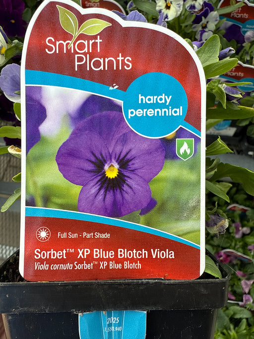Viola Blue Blotch 9cm