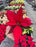 Poinsettia Live (Online