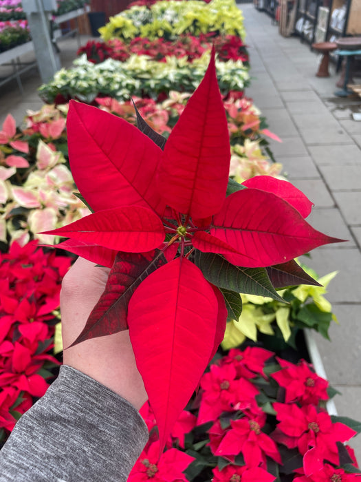 Poinsettia Live (Online