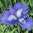 Iris Sib Painted Desert 5"
