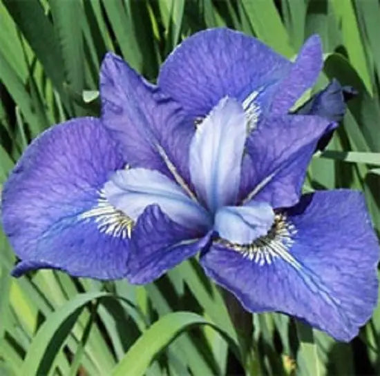 Iris Sib Painted Desert 5"