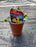 PRIMROSE Primula Wanda Yellow 11cm