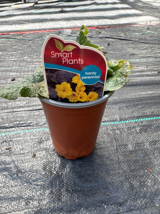 PRIMROSE Primula Wanda Yellow 11cm