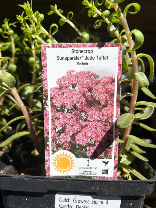Sedum SunSparkler Jade Tuffet 15cm