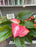 Anthurium Candy Cane 6"
