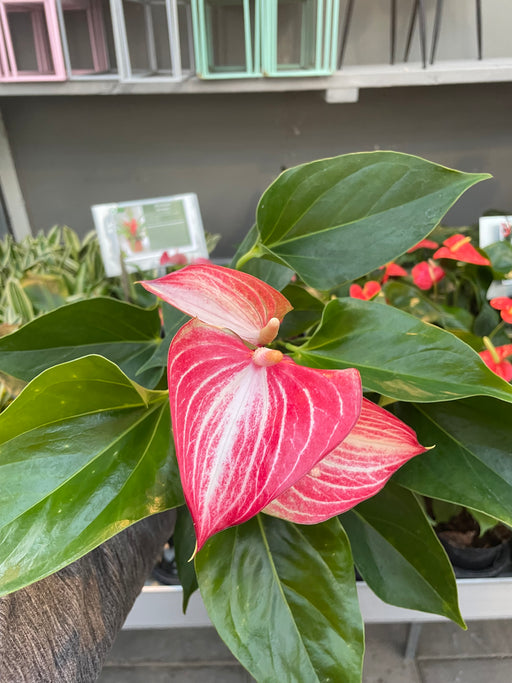 Anthurium Candy Cane 6"