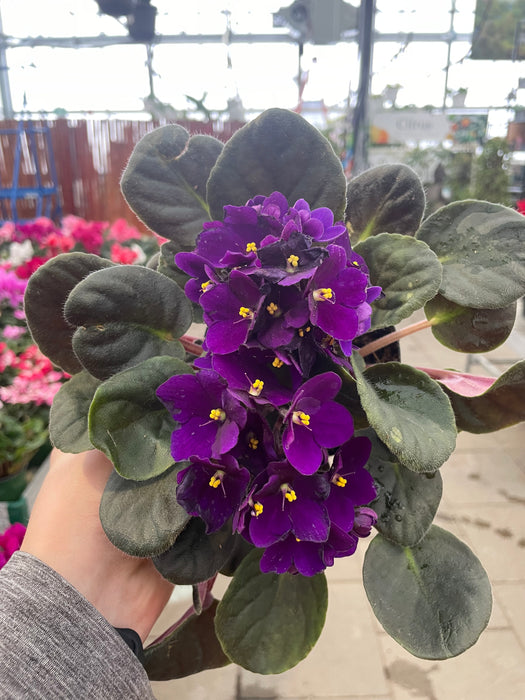 African Violet 4" (Online)